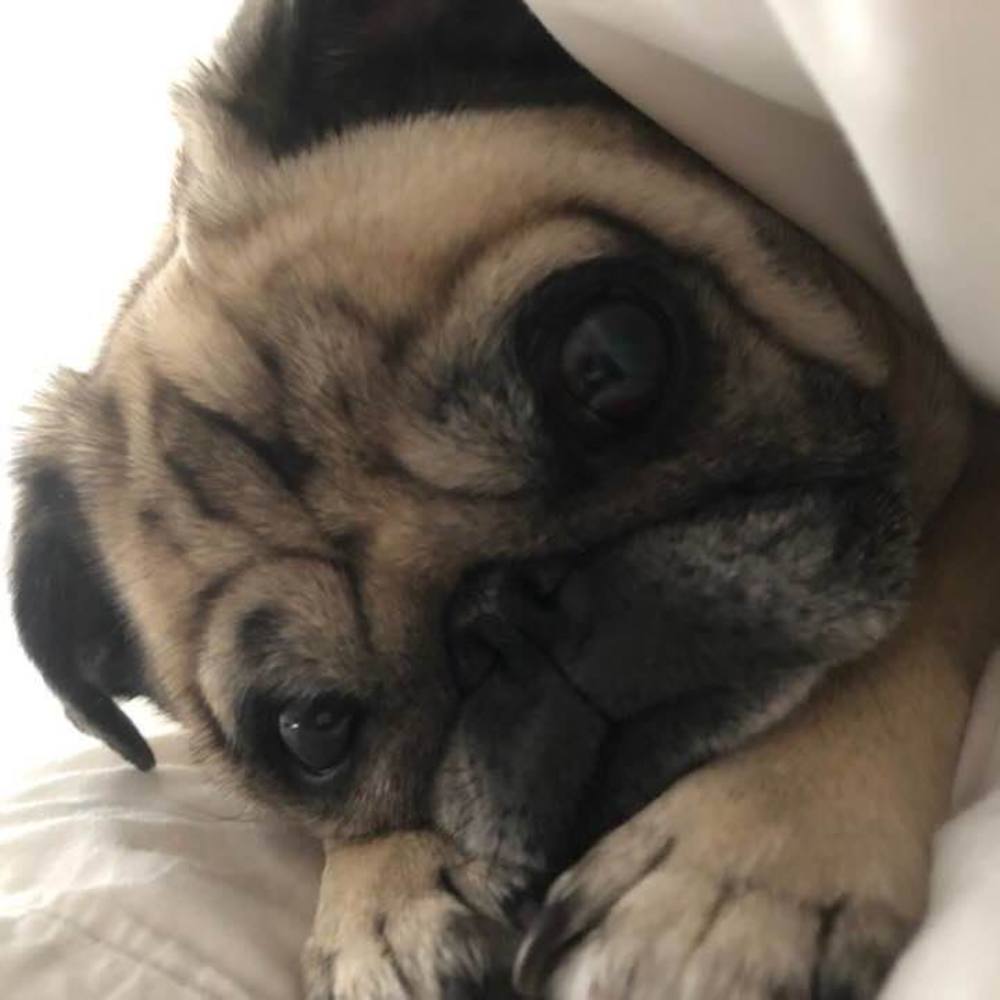 Meet your Posher, Marshall